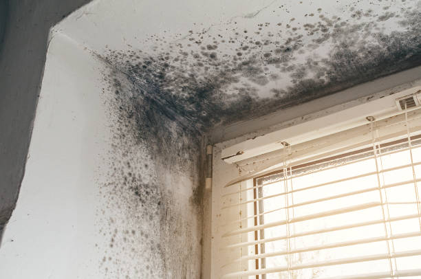 Affordable Crawl Space Mold Removal solutions in Long Branch, NJ